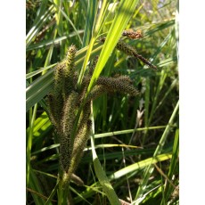 Carex geminata